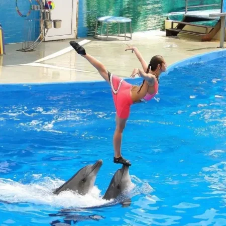 Dolphin Show Sealanya: A Fun-Filled Experience